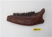 藏品(鹿下顎)的圖片